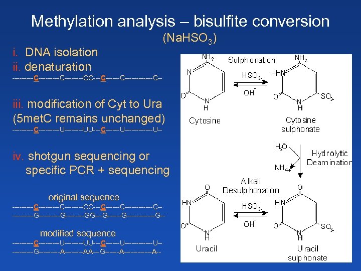 Methylation analysis – bisulfite conversion i. DNA isolation ii. denaturation (Na. HSO 3) ---------C----CC------C------C--