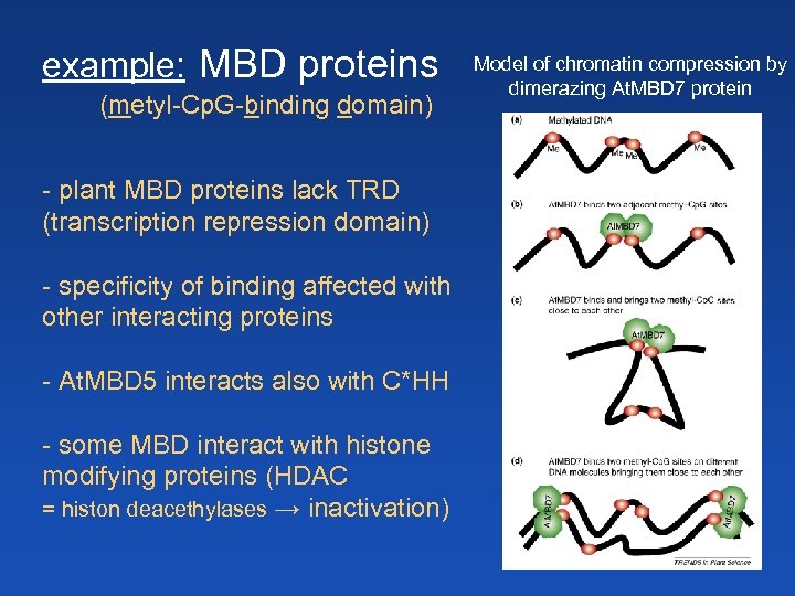 example: MBD proteins (metyl-Cp. G-binding domain) - plant MBD proteins lack TRD (transcription repression