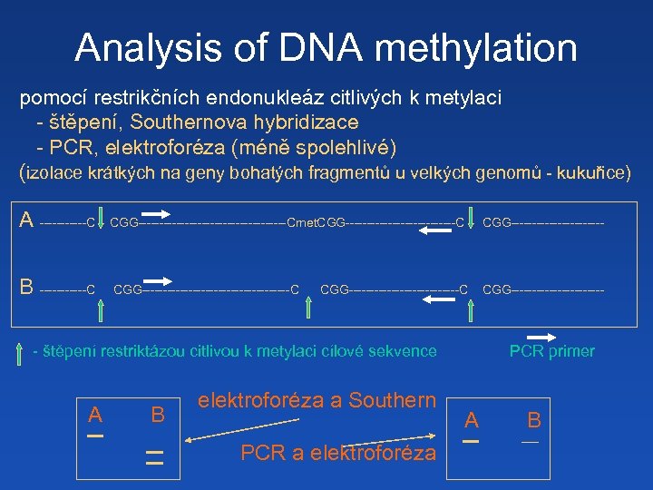 Analysis of DNA methylation pomocí restrikčních endonukleáz citlivých k metylaci - štěpení, Southernova hybridizace