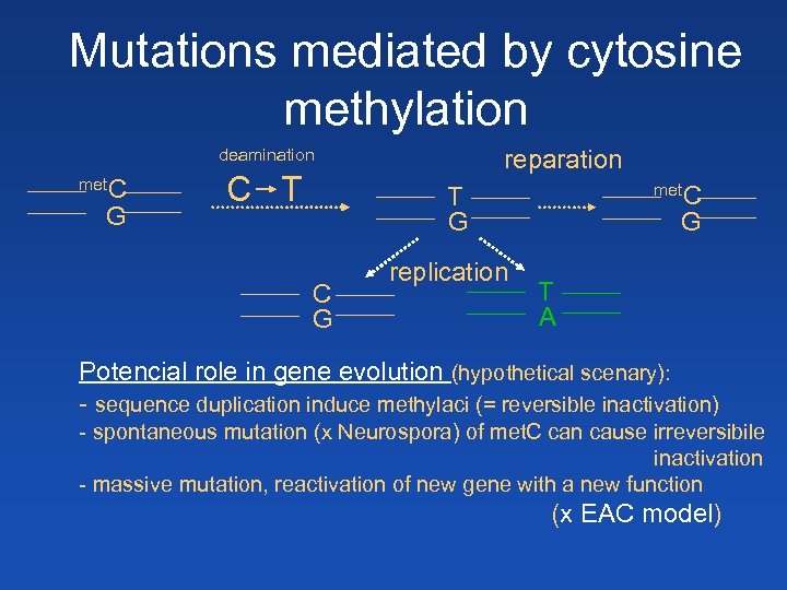 Mutations mediated by cytosine methylation deamination met. C G C T reparation met. C