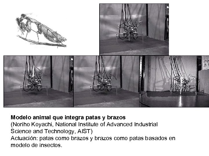 Modelo animal que integra patas y brazos (Noriho Koyachi, National Institute of Advanced Industrial