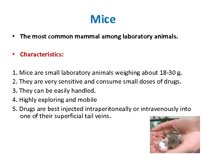 Mice • The most common mammal among laboratory animals. • Characteristics: 1. Mice are