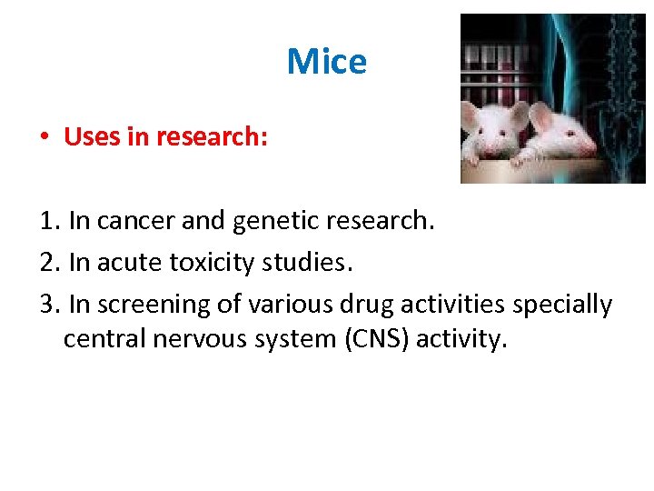 Mice • Uses in research: 1. In cancer and genetic research. 2. In acute