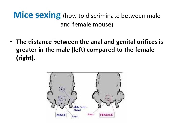 Mice sexing (how to discriminate between male and female mouse) • The distance between
