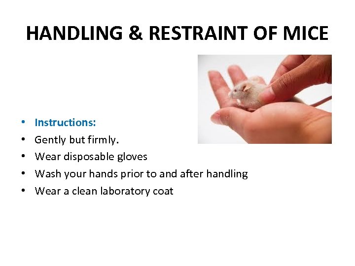 HANDLING & RESTRAINT OF MICE • • • Instructions: Gently but firmly. Wear disposable