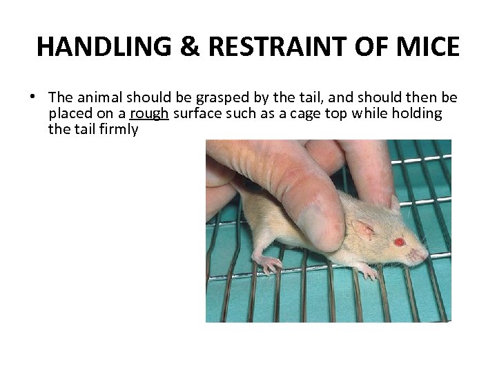 HANDLING & RESTRAINT OF MICE • The animal should be grasped by the tail,