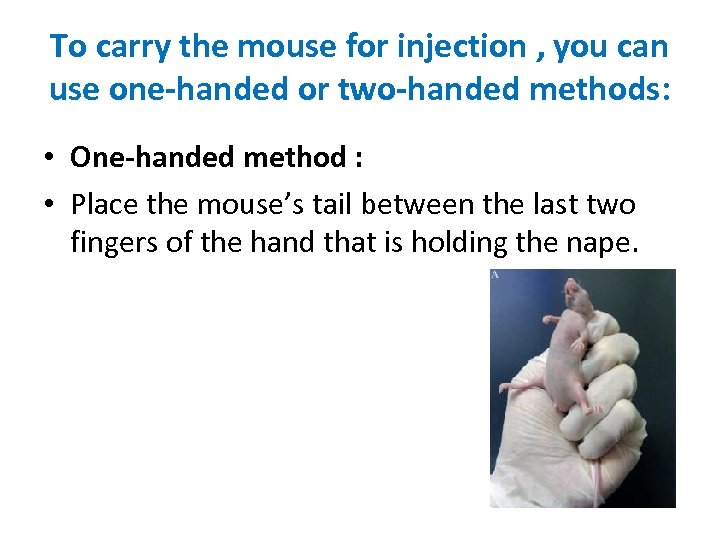 To carry the mouse for injection , you can use one-handed or two-handed methods: