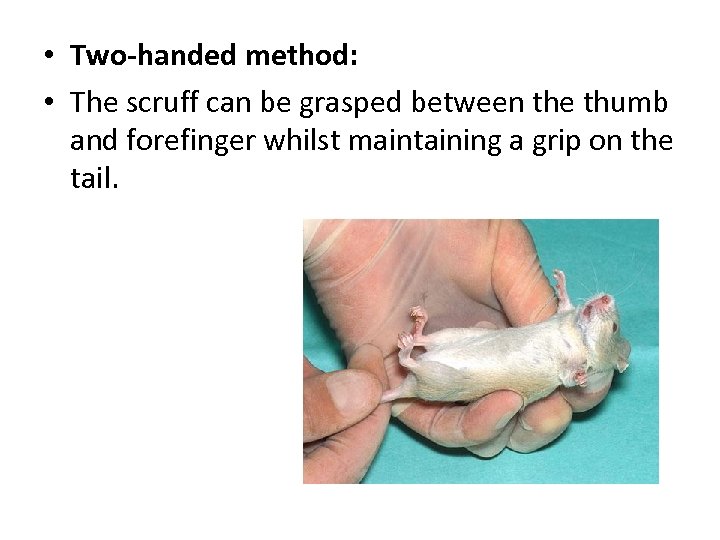  • Two-handed method: • The scruff can be grasped between the thumb and