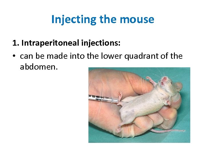 Injecting the mouse 1. Intraperitoneal injections: • can be made into the lower quadrant