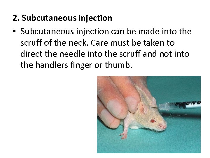 2. Subcutaneous injection • Subcutaneous injection can be made into the scruff of the