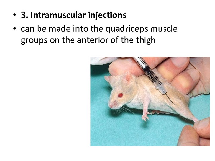  • 3. Intramuscular injections • can be made into the quadriceps muscle groups