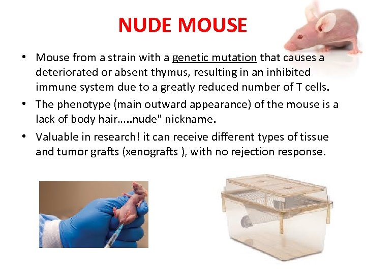 NUDE MOUSE • Mouse from a strain with a genetic mutation that causes a