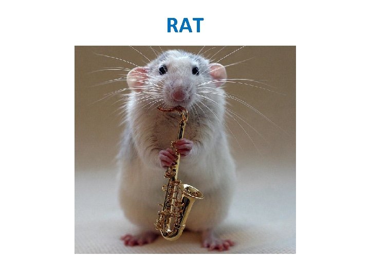 RAT 