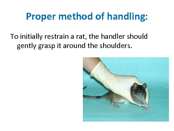 Proper method of handling: To initially restrain a rat, the handler should gently grasp