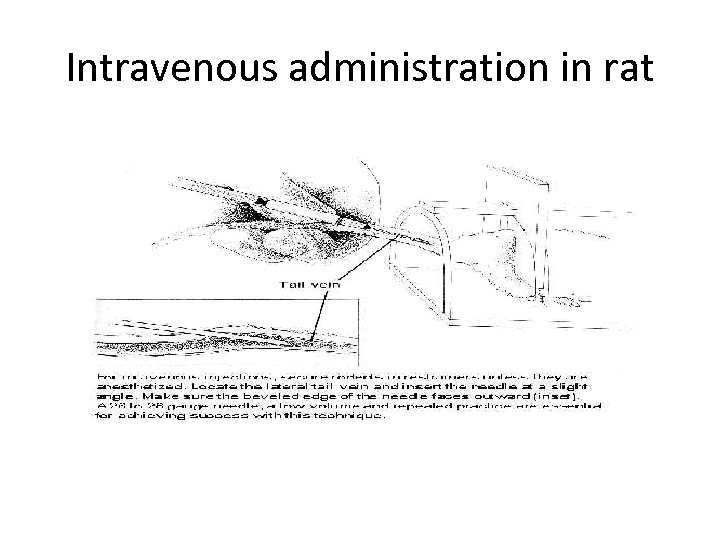 Intravenous administration in rat 