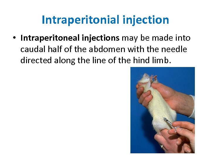 Intraperitonial injection • Intraperitoneal injections may be made into caudal half of the abdomen