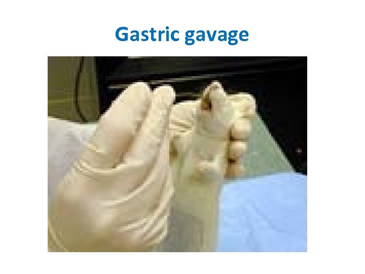 Gastric gavage 