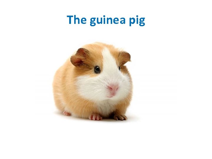The guinea pig 