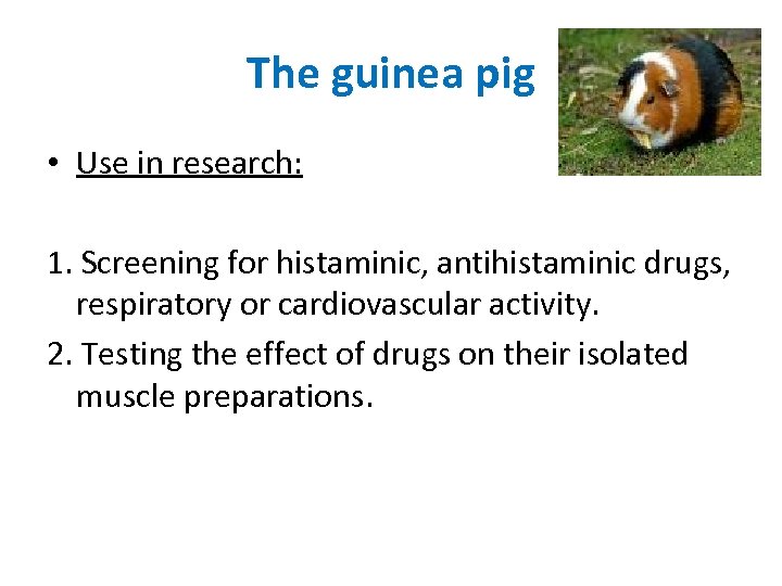 The guinea pig • Use in research: 1. Screening for histaminic, antihistaminic drugs, respiratory