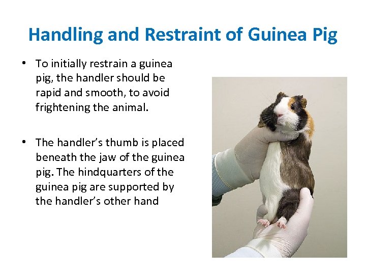 Handling and Restraint of Guinea Pig • To initially restrain a guinea pig, the