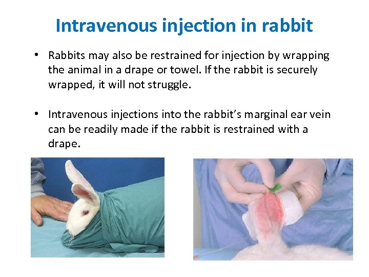 Intravenous injection in rabbit • Rabbits may also be restrained for injection by wrapping