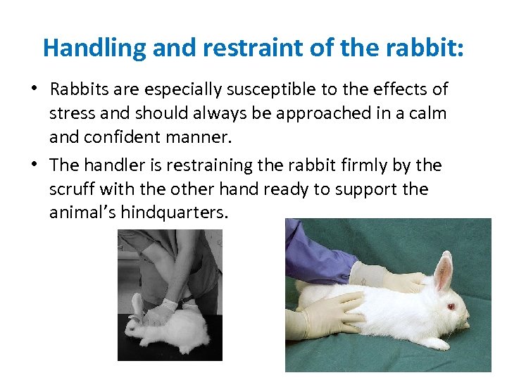 Handling and restraint of the rabbit: • Rabbits are especially susceptible to the effects