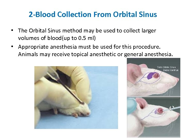2 -Blood Collection From Orbital Sinus • The Orbital Sinus method may be used