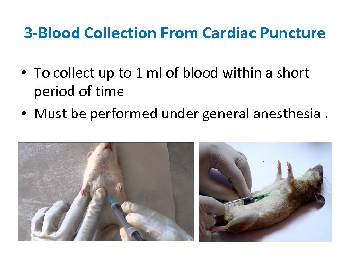 3 -Blood Collection From Cardiac Puncture • To collect up to 1 ml of
