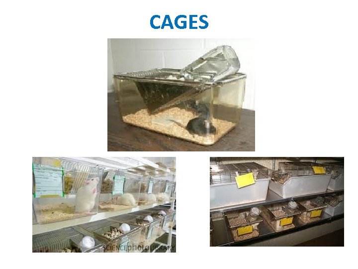 CAGES 