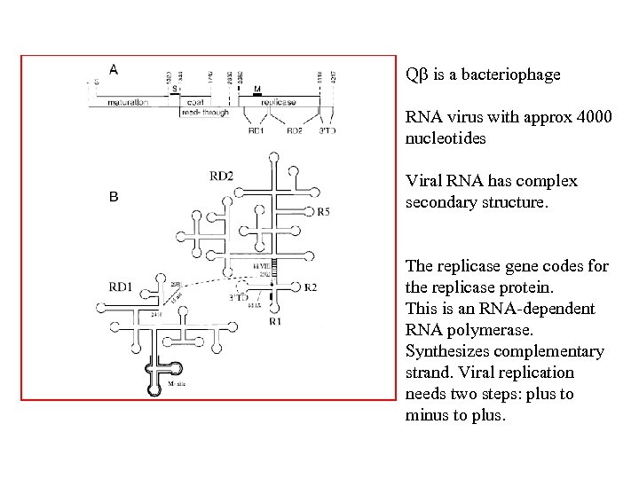 Q is a bacteriophage RNA virus with approx 4000 nucleotides Viral RNA has complex