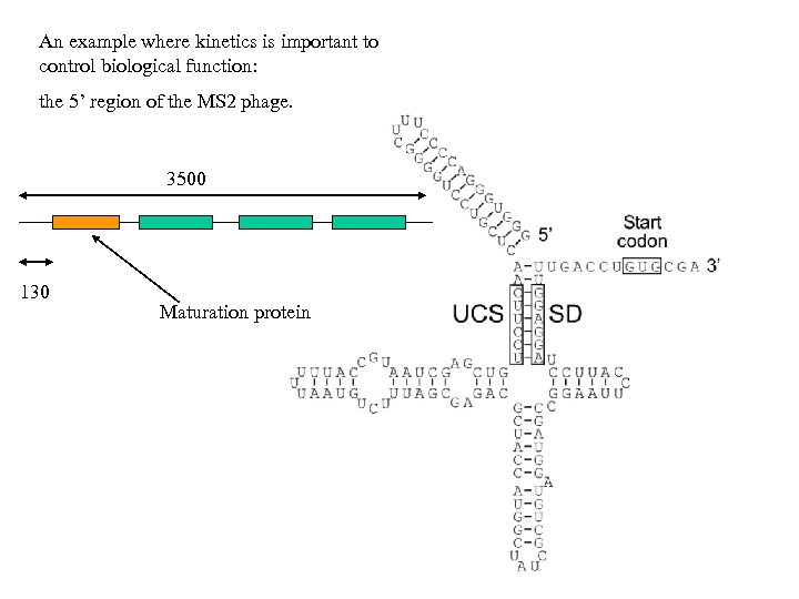 An example where kinetics is important to control biological function: the 5’ region of