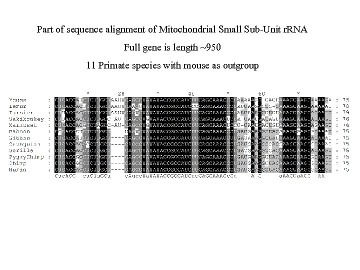 Part of sequence alignment of Mitochondrial Small Sub-Unit r. RNA Full gene is length