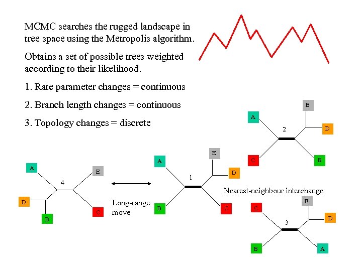 MCMC searches the rugged landscape in tree space using the Metropolis algorithm. Obtains a