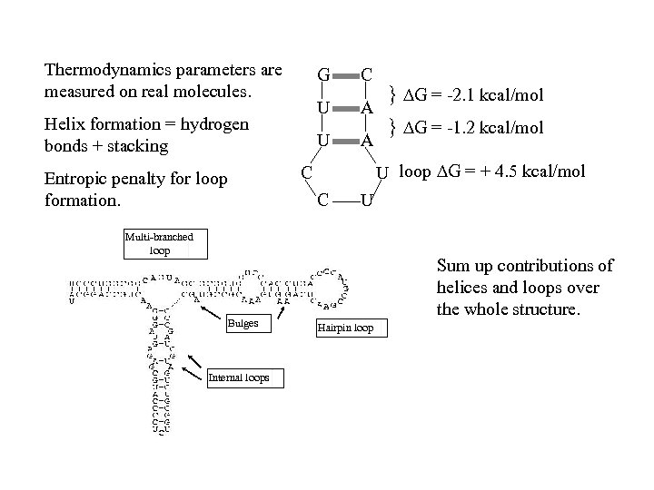 Thermodynamics parameters are measured on real molecules. G U Entropic penalty for loop formation.