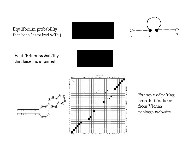 Equilibrium probability that base i is paired with j 1 i j Equilibrium probability