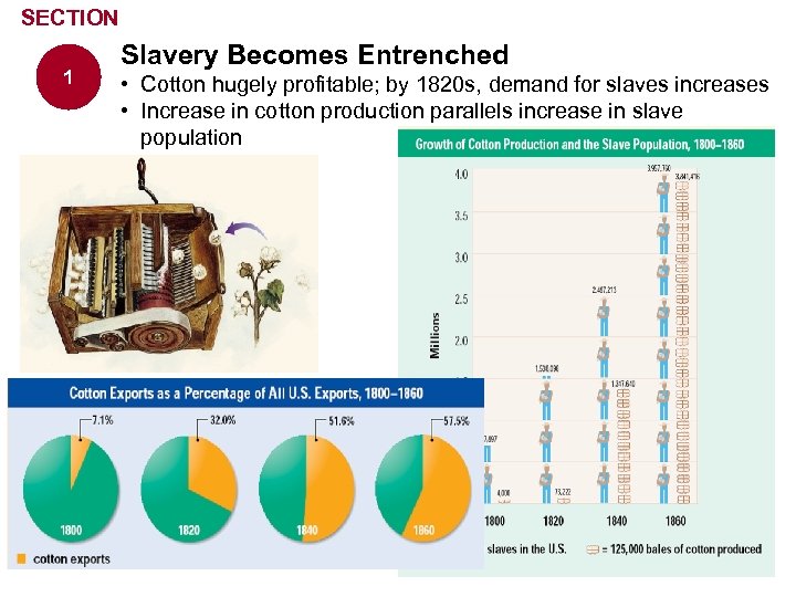 SECTION 1 Slavery Becomes Entrenched • Cotton hugely profitable; by 1820 s, demand for