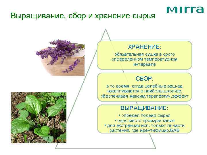 Выращивание, сбор и хранение сырья ХРАНЕНИЕ: обязательная сушка в срого определенном температурном интервале СБОР: