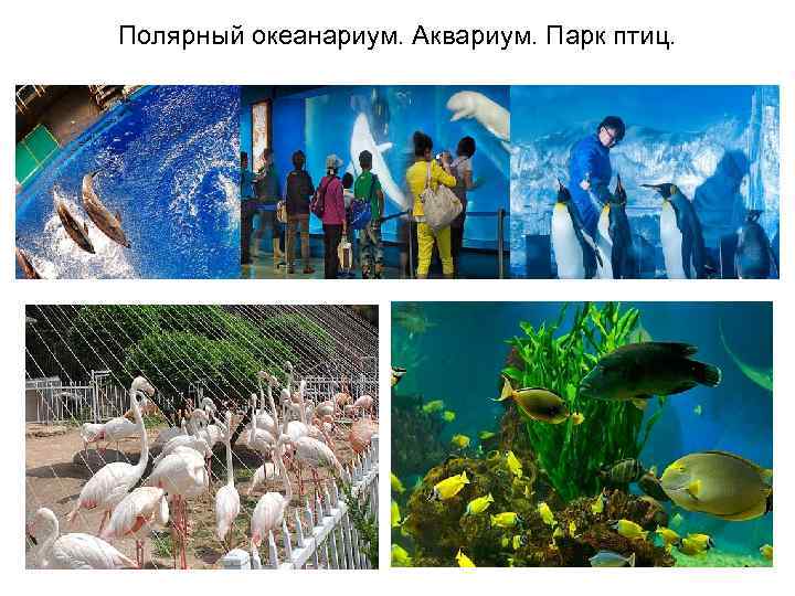 Полярный океанариум. Аквариум. Парк птиц. 