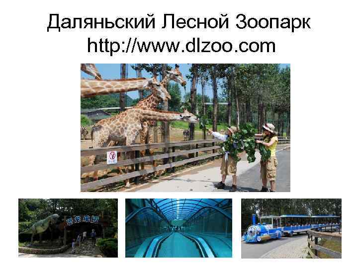 Даляньский Лесной Зоопарк http: //www. dlzoo. com 