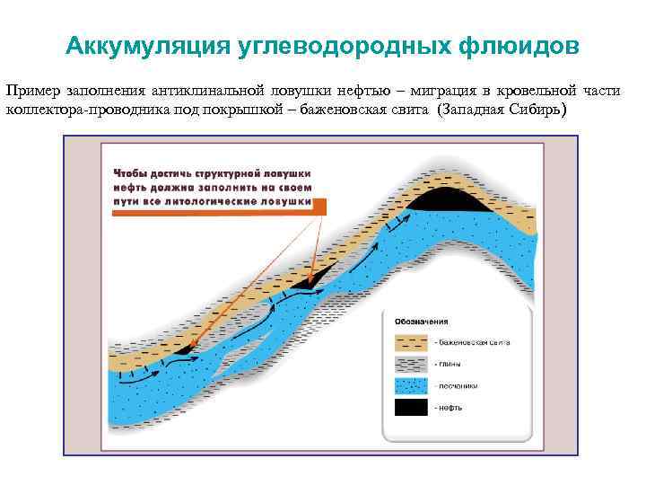 Аккумуляция углеводородных флюидов Пример заполнения антиклинальной ловушки нефтью – миграция в кровельной части коллектора-проводника