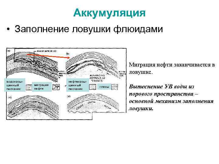 Аккумуляция • Заполнение ловушки флюидами Миграция нефти заканчивается в ловушке. водонасыщенный песчаник миграция нефти