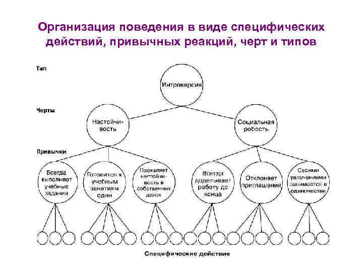 Организация поведения в виде специфических действий, привычных реакций, черт и типов 