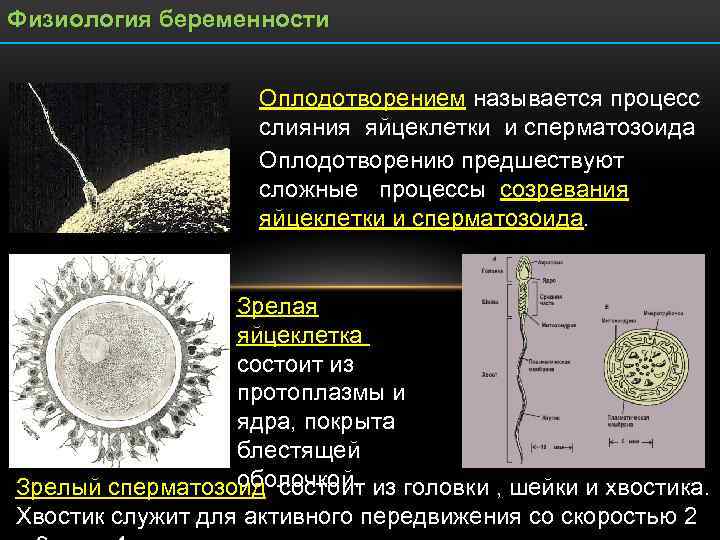 Оплодотворение это процесс. Физиология оплодотворения. Процесс оплодотворения физиология. Физиология беременности оплодотворение. Оплодотворение яйцеклетки.