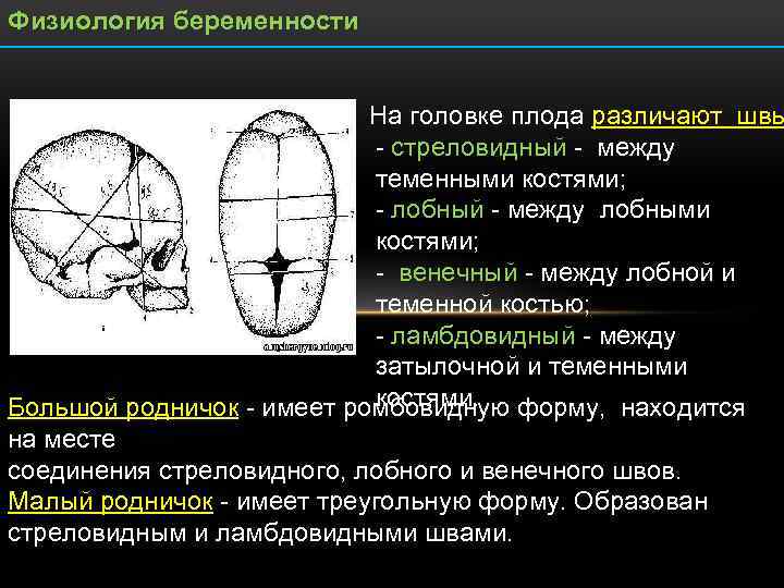 Прямой размер головки плода