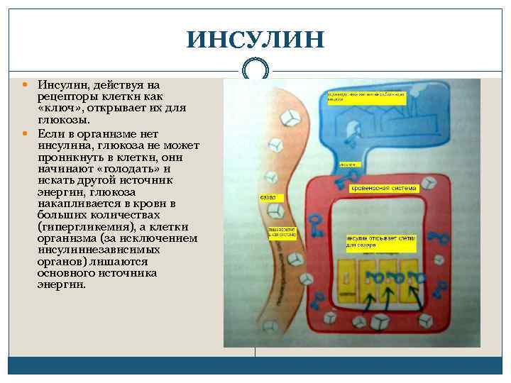 ИНСУЛИН Инсулин, действуя на рецепторы клетки как «ключ» , открывает их для глюкозы. Если