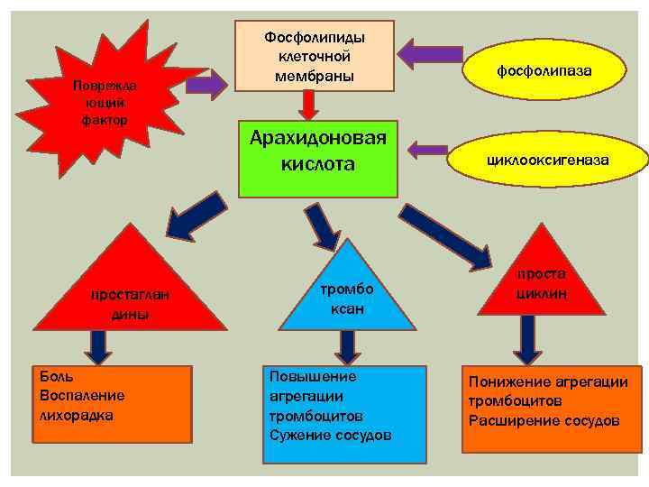 Поврежда ющий фактор простаглан дины Боль Воспаление лихорадка Фосфолипиды клеточной мембраны фосфолипаза Арахидоновая кислота