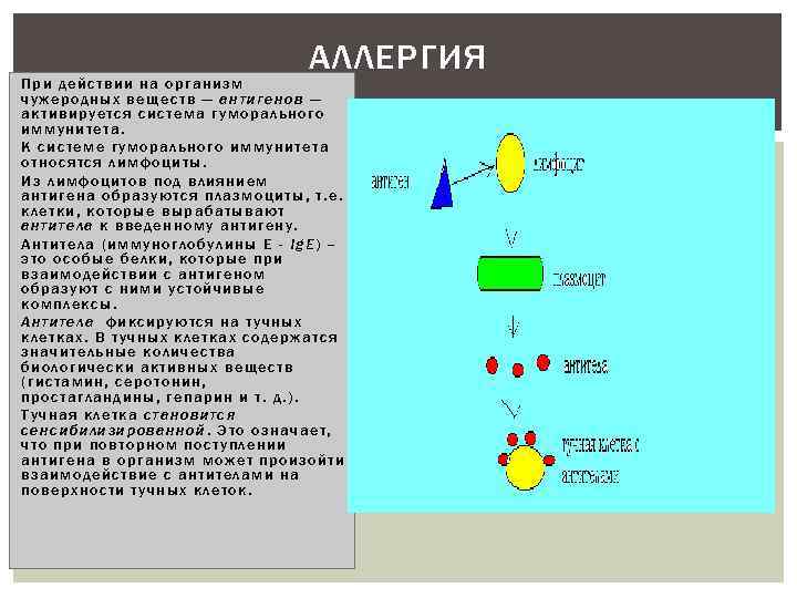 АЛЛЕРГИЯ При действии на организм чужеродных веществ — антигенов — активируется система гуморального иммунитета.
