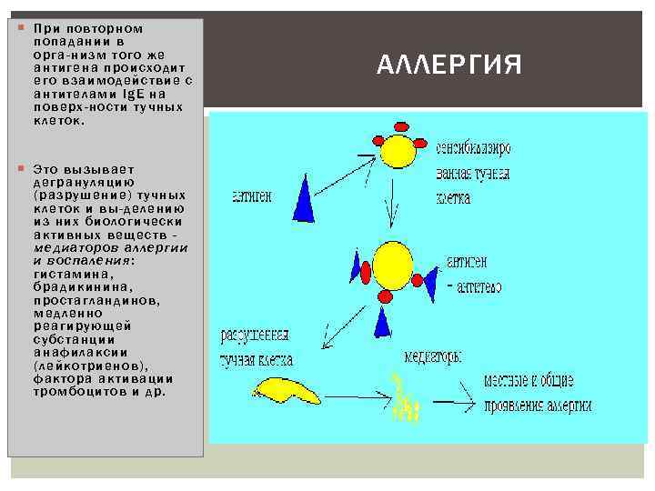  П ри повтор ном попада нии в орга низм того же ан тигена