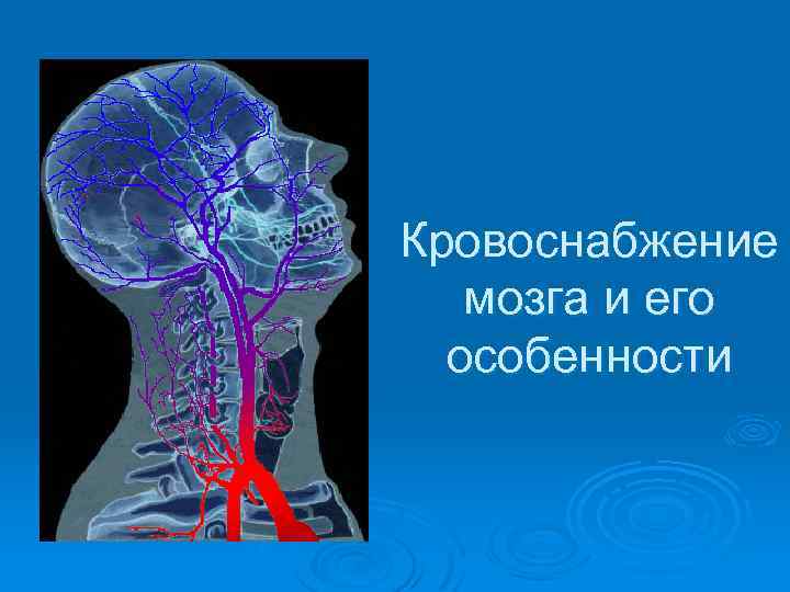 Кровоснабжение мозга и его особенности 