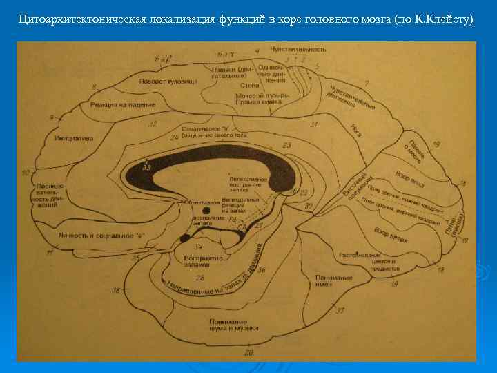 Цитоархитектоническая локализация функций в коре головного мозга (по К. Клейсту) 